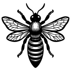 bee vector illustration