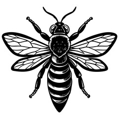 bee on white background