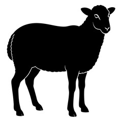 black and white sheep