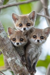 Obraz premium A group of three foxes sitting on top of a tree branch