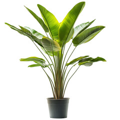 A Tall Potted Palm Plant with Large Fan Shaped Green Leaves Isolated on Transparent Background