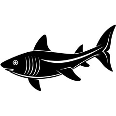 shark vector illustration