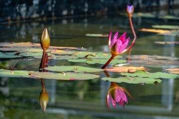 Pink waterlily in the water with reflection in a pond