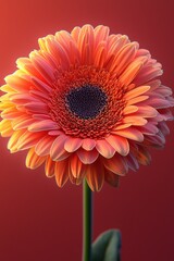 A single orange flower on a red background