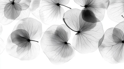 See nature's art on delicate dried petals and translucent leaves. Zoom in on the plant's intricate veins and shapes, like a beautiful black-and-white background for your phone or computer.