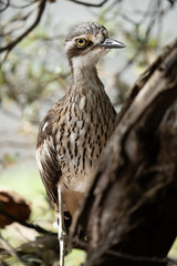 A Bush Stone-Curlew Keeps a good look out