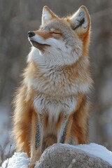 Fototapeta premium A fox sitting on top of a rock in the snow