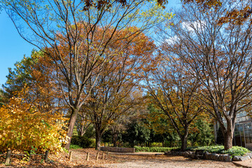 Autumn park with colorful trees with and falling leaves in the park