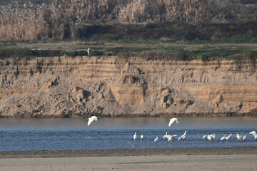 flock of seagulls