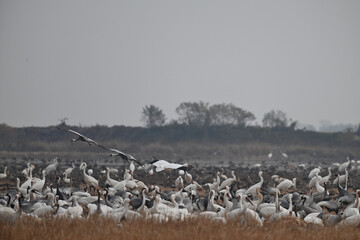 flock of white pelicans