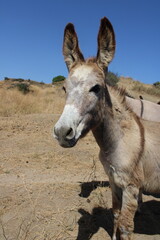 gio's pic