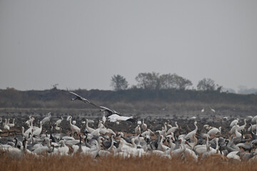 pelicans in flight