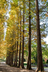 Autumn park with colorful trees with and falling leaves in the park