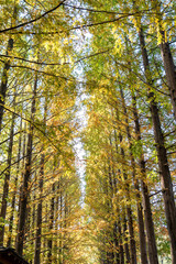Autumn park with colorful trees with and falling leaves in the park