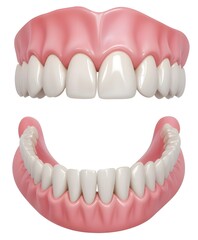 Obraz premium A set of teeth, including the upper and lower jaws. The teeth appear to be healthy and well-aligned