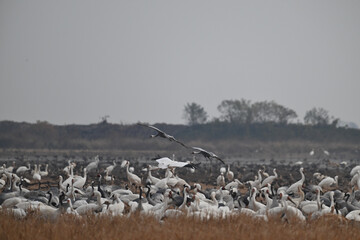 pelicans on the beach