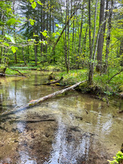 Obraz premium View of fallen trees in a mountain forest flooded with melting water