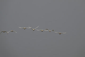 birds in flight