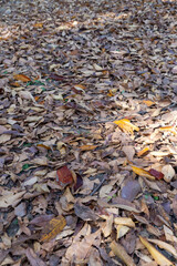 Autumn park with colorful trees with and falling leaves in the park