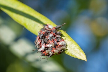 Cluster of lime seed bugs huddled together on the tip of a green leaf.