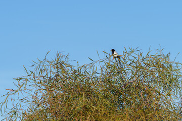 Magpie perched on the highest branch of a tree against a bright blue sky.