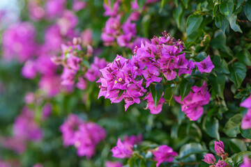 Vibrant pink bougainvillea flowers bloom against lush green foliage.