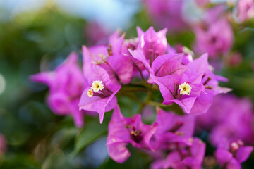 Obraz premium Bright pink bougainvillea flowers with delicate yellow centers in full bloom.