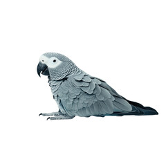 Fototapeta premium Lying African grey parrot on transparent or white background