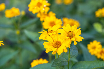 Heliopsis helianthoides flowers, yellow false sunflowers, smooth oxeye blossom, rough oxeye