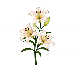 Illustration Style with Cluster of Lilies on White Background