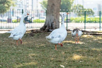 Geese walking on grass in an urban park with trees