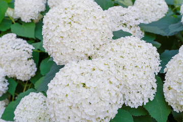 Hydrangea Flowers, Blooming White Hortensia, Hydrangea Paniculata Flower Closeup, Large Inflorescences