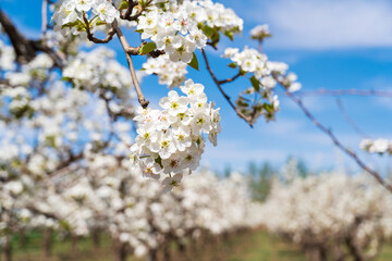Pear flowers bloom in spring