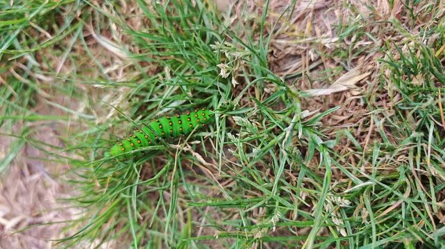 impressive caterpillar green phosphorescent orange and black caterpillar name: Macaon (Papilio machaon) species of lepidopteran ditrisio family Papilionidae in natural environment Spain, Europe.