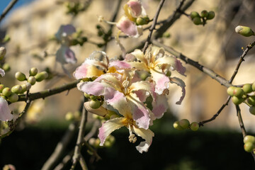 Exotic Ceiba speciosa silk floss tree flowers closeup