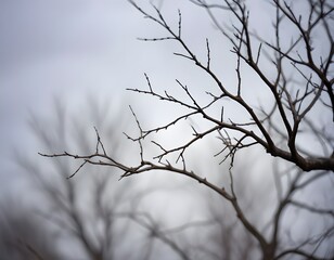 Naklejka premium Bare tree branches against a blurred, overcast sky