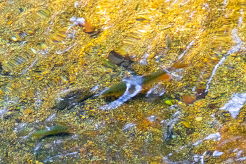 Ton Chongfa Waterfall fish in clear water Khao Lak Thailand.