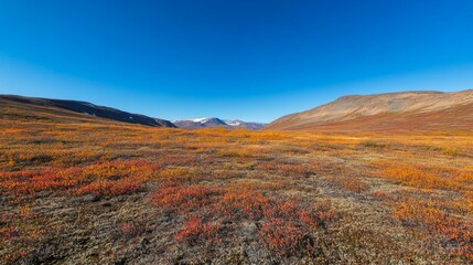 Fototapeta premium Autumn Tundra Valley Landscape