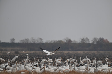 pelicans in flight