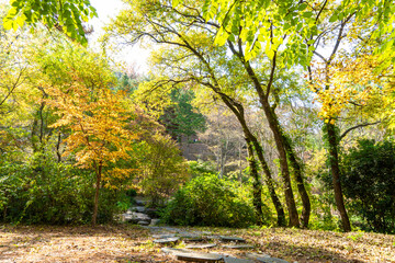 Naklejka premium Autumn park with colorful trees with and falling leaves in the park