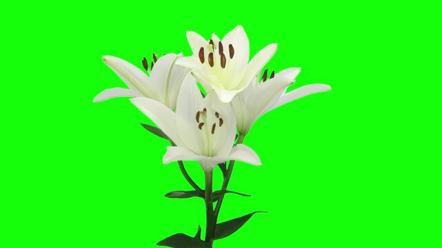 Opening and dying white lily flower against green CHROMA key background
