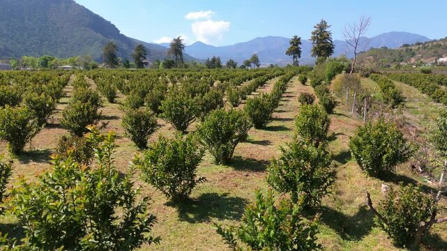 Aerial shot of Guava planting field Agriculture, mexico, michoacan