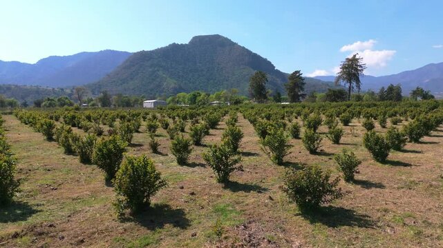 Aerial shot of Guava planting field Agriculture, mexico, michoacan