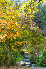 Autumn park with colorful trees with and falling leaves in the park