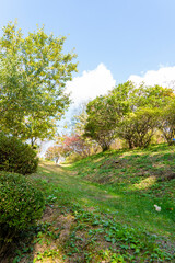 Autumn park with colorful trees with and falling leaves in the park