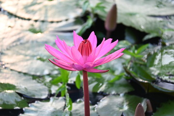 Waterlily in pond water. Its other names Nymphaeaceae and water lilies. Water lilies are rooted in soil in bodies of water, with leaves and flowers floating on or emergent from the surface. 