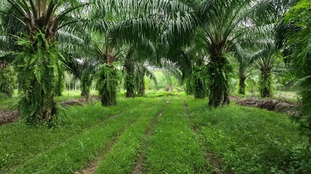 Oil Palm Plantation Raw Material Source