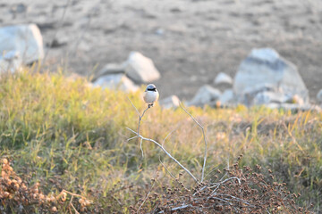 yellow billed hornbill
