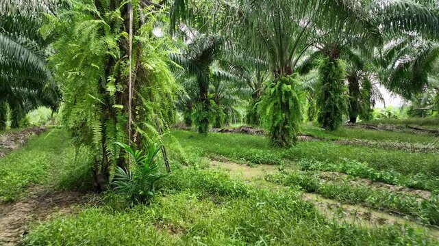 Oil Palm Plantation: Source of Raw Material for Pulp and Paper Industry