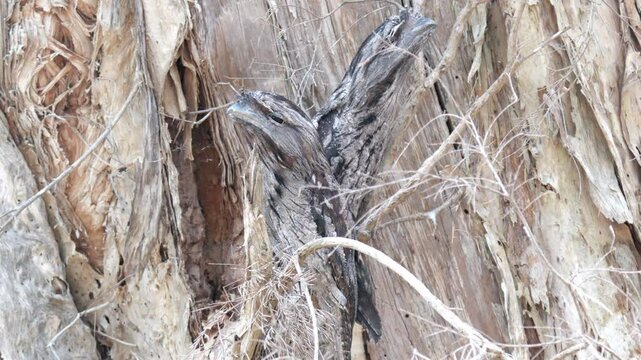 Pair of tawny frogmouth camouflaged in a tree in Australia in slow motion